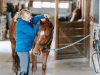 What To Consider When Looking for Clippers for Your Horse